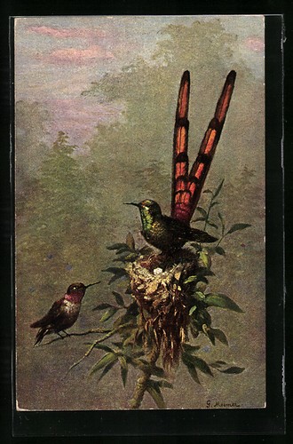 Oiseaux exotiques sur nid - sur,