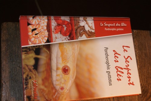 Serpent des blés - serpent,