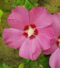 Hibiscus syriacus 'Woodbridge' / Althéa rose à cœur rouge / Conteneur de 3 à ...