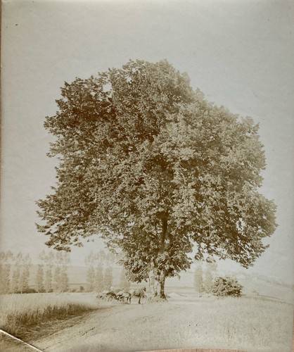 Photo xixème - photo,