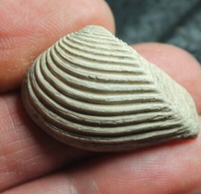 Crassatella sulcata - Eocene fossil bivalvia, fm. Crassatellidae