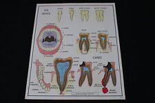 V227 Nightingale 3 Teeth 4 Digestion 90*75cm Human Body School Poster