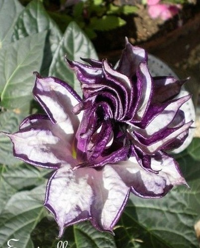 Datura mepel double - ♫♫, 'double