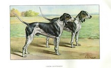 Antique Print HUNTING DOG = GASCON SAINTONGEOIS (37) = Early 900 DOG
