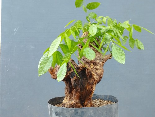 Bonsaï glycine cm en - 30,