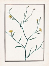 Crepis Capillaris Pippau