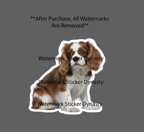 Cavalier king charles spaniel - king,