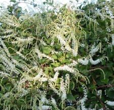 5 Bulbes / tubercules de