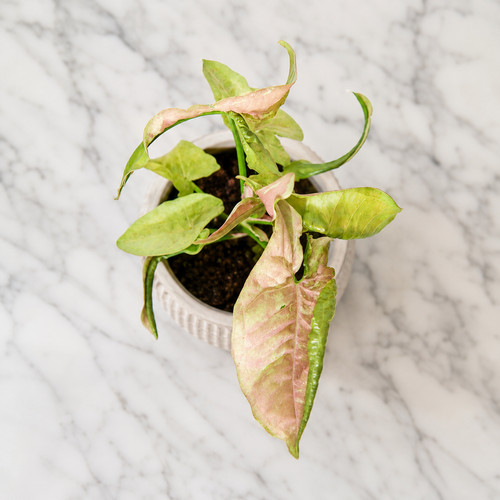 Syngonium pink cloud - pink, plant
