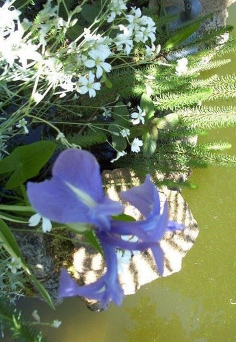Iris des marais bleu - iris,