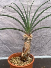 BOOPHANE DISTICHA POT13CM