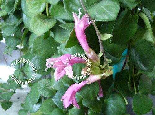 Bouture cutting aeschynanthus - cutting,