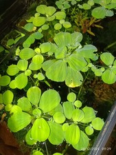 Pistias stratiotes (laitue