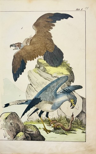 Oiseau proie vautour - oiseau,