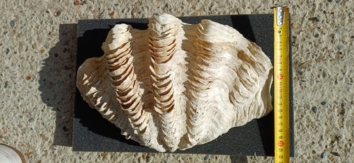 Coquillage ancien gros - coquillage,