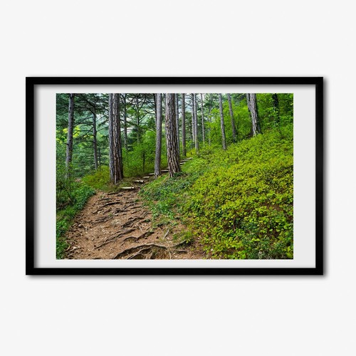 Tulup photo cadre - photo, 60x40cm