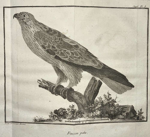 Faucon patu oiseaux - faucon,