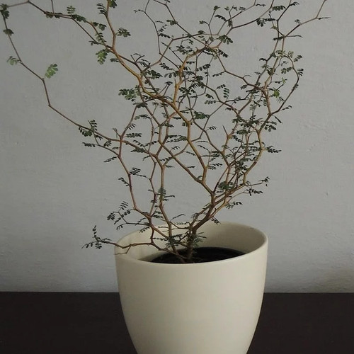 Sophora prostrata little - sophora, 'little