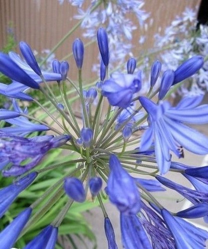 Agapanthe bleu indigo - 'bleu, indigo'