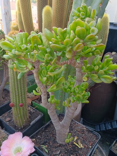 Crassula ovata gollum - crassula, "gollum"