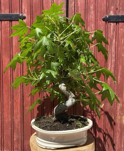 Bonsaï liquidambar copalme - liquidambar.,