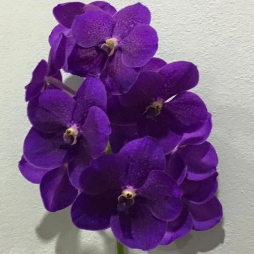 Vanda robert delight black - vanda,