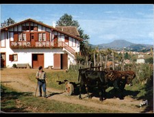 ESPELETTE (64) BOVINE HITCH in the VILLAS, cliché period 1970