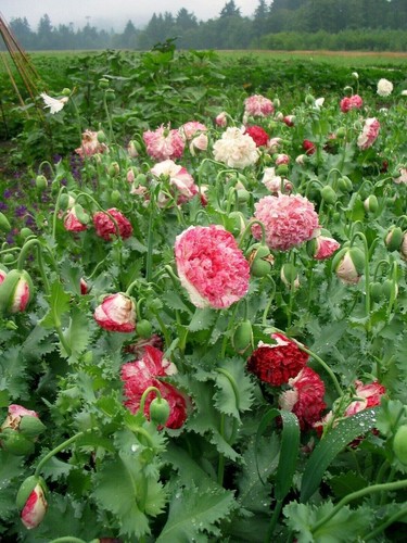 Coquelicot flamand ancien - coquelicot,