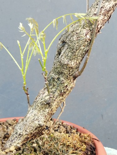 Bonsaï glycine cm en - 47, 10