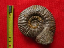 Ammonite du Toarcien 