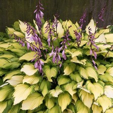 Hosta Hosta Tubercule Feuilles