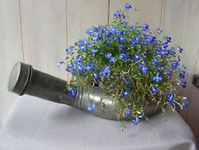 cabinet curiosites BASSIN DE