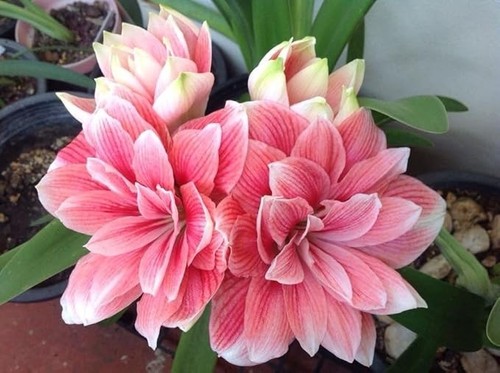 Rare amaryllis lily flower - rare,