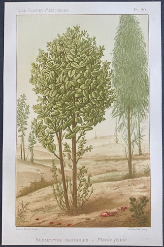 Plantes médicinales