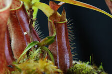 NEPENTHES GRACILIS