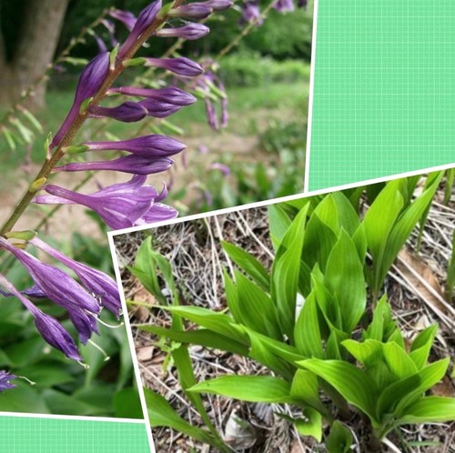 Hosta jardin couleur violet - hosta,