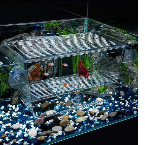 Incubateur aquarium acrylique - incubateur,