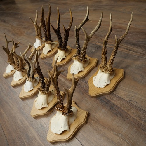 Cerf 10x rehböcke sur - cerf,