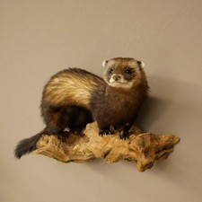 Iltis Préparat Animal Hauteur