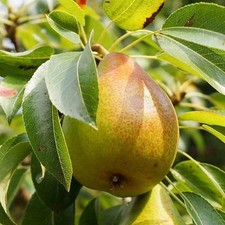 Poirier 'Beurré Giffard' -