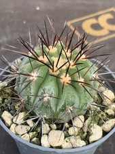 COPIAPOA LONGISTAMINEA OWN