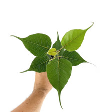 Ficus religiosa tree  Bodhi Tree- 2 cuttings for rooting or grafting