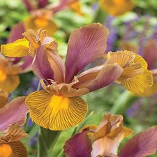 Bulbes d'iris hollandais bulbes fleurs Iris Bronze Perfection 10 pcs