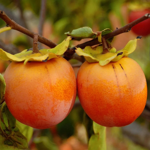 Plante fruitière caco pomme - plante,