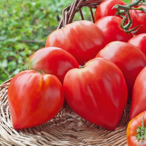 Graines tomate cœur de - 30,