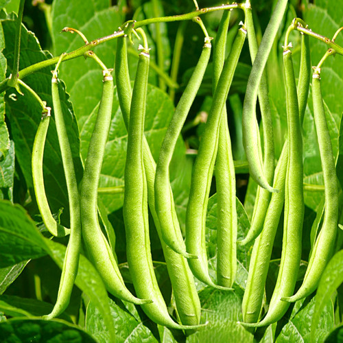 Masai french filet bean - masai,