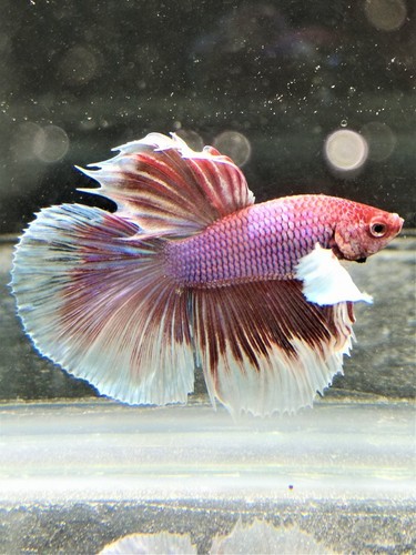 Combattant male betta - -,
