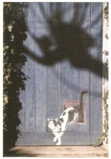 theme "CATS": postcard (cat coming out of cat litter) / drawing B.Delfraissy