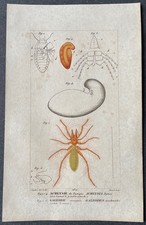 Histoire naturelle Achlysie du