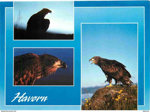 Carte postale animaux - carte,